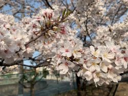 桜祭り🌸
