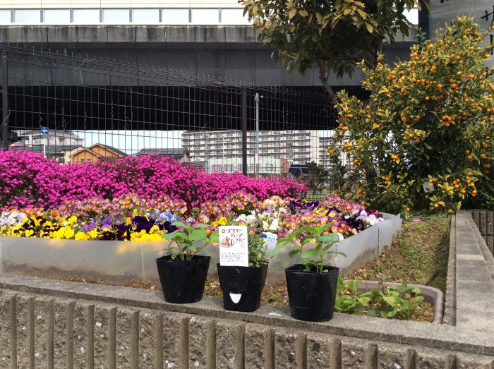 “今年も植えてみた“