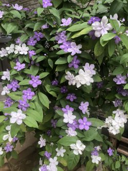 香りのシャワー🌿