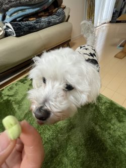 食いしん坊な愛犬