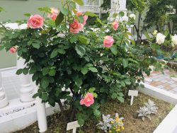 ～～　美しい！薔薇満開です！　～～