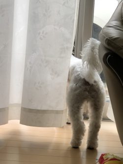 愛犬のお気に入り