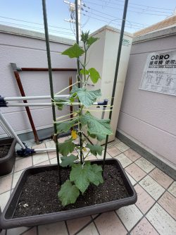 お野菜たち