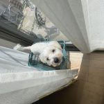 犬買いました、、、