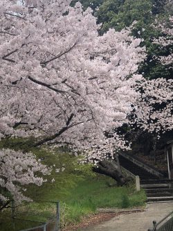 春爛漫🌸