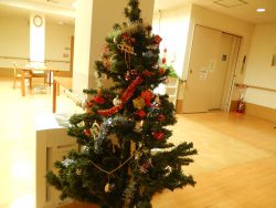 クリスマスツリーが飾られました。