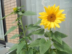 向日葵の花が咲きました。