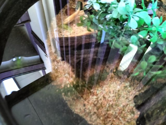 伊賀のお魚たち