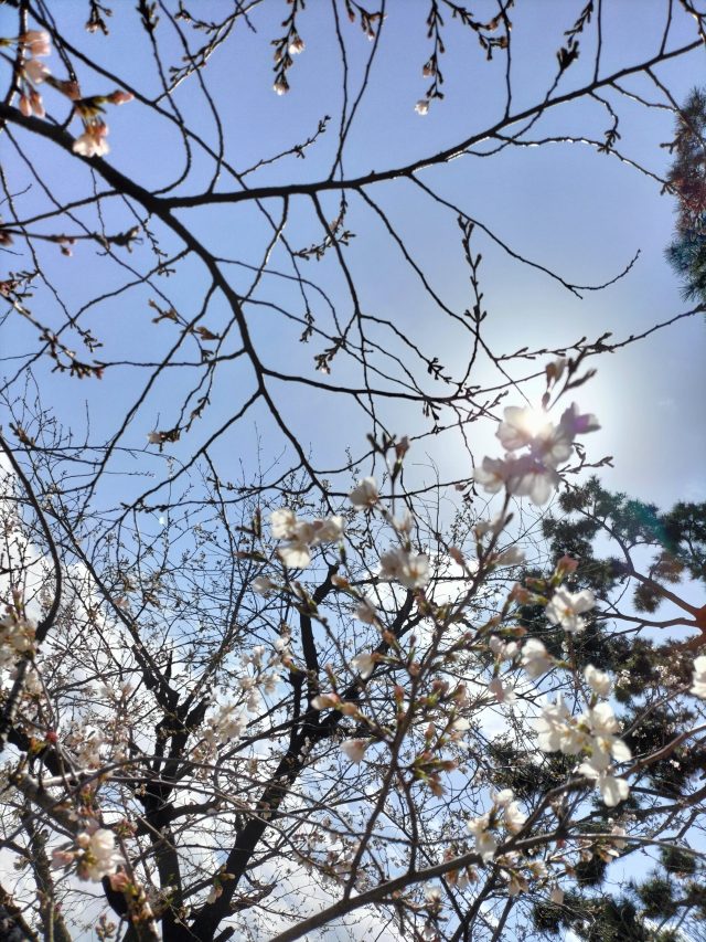今年の桜