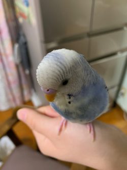 うちのインコ