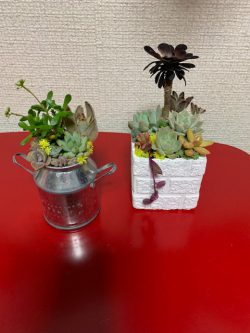 植物