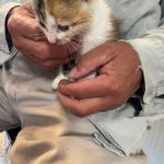 子猫