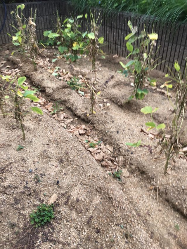 秋も深まってきましたね。