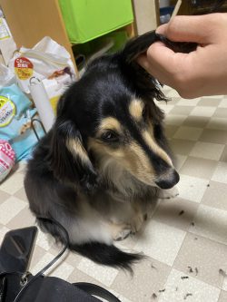 カット