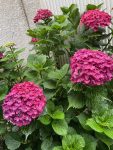 紫陽花