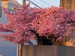 春の足跡