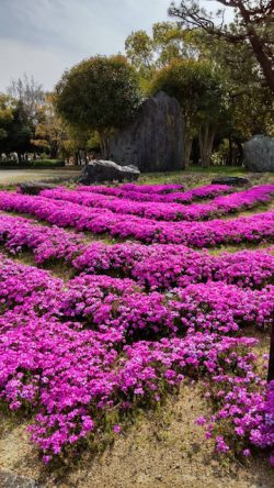 芝桜