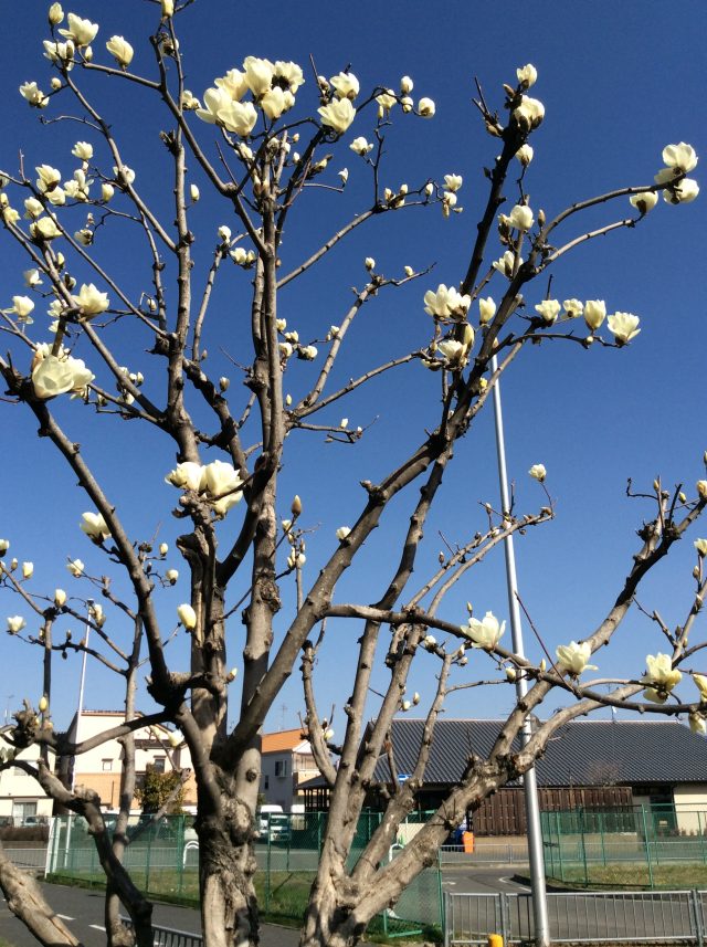 やっと来ました