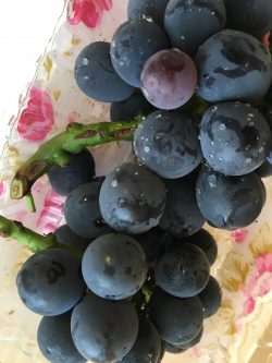 嬉しい差し入れ!