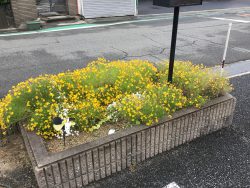 お花がきれいに咲いています。