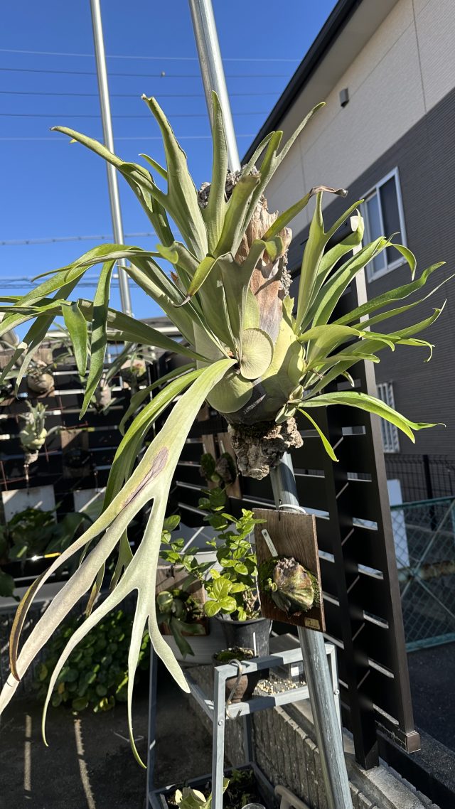 セラピストの休日。