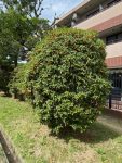 香り