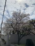 母校の桜