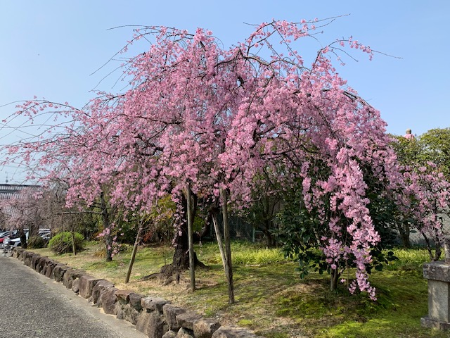 桜咲く・・・⁇