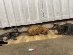 3ニャンズ
