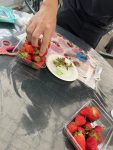 いちご狩り