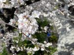春🌸うらら