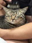 猫様ブラシ