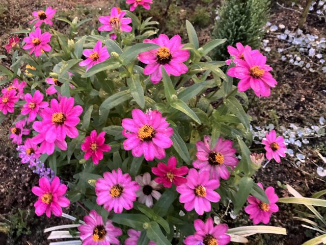 ♡無事極暑を乗り越えて♡