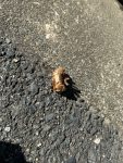 セミの抜け殻