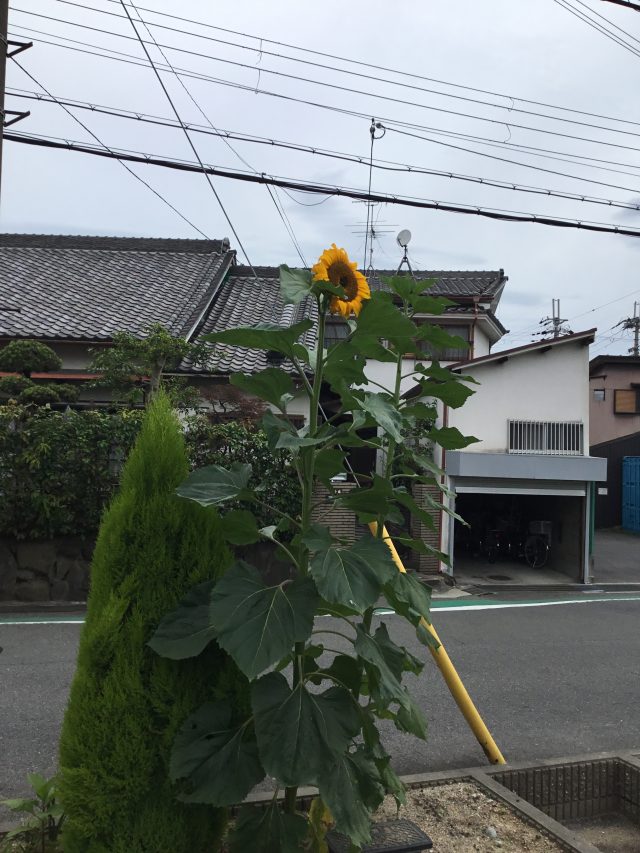 ひまわり続編