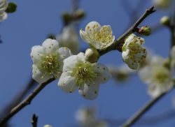 梅の花