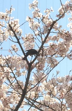 ～～　甘党のヒヨドリ君！　～～