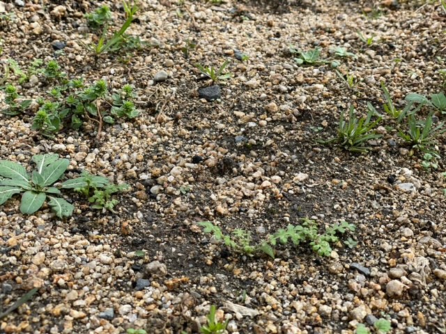 ネモフィラの発芽🌱