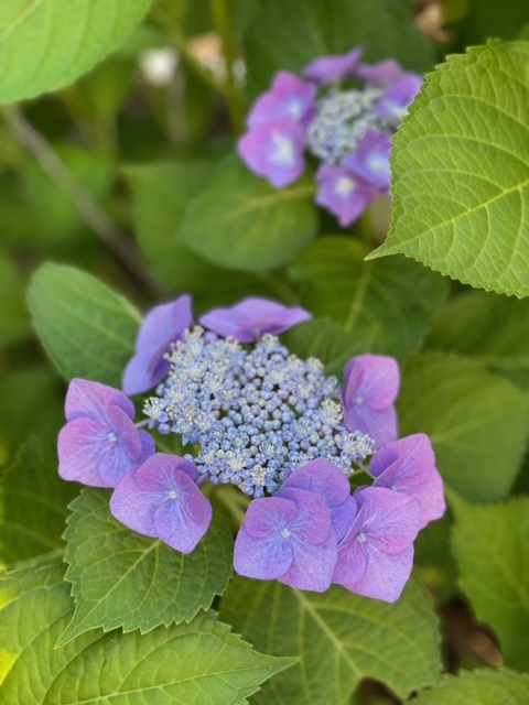 テラスのアジサイ