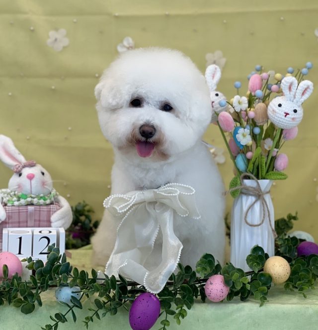 我が家のプリンセス