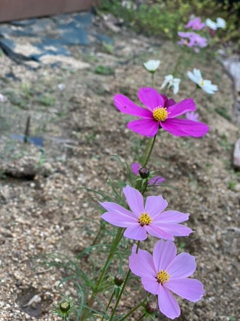 デイサービス道明寺園芸部🌺