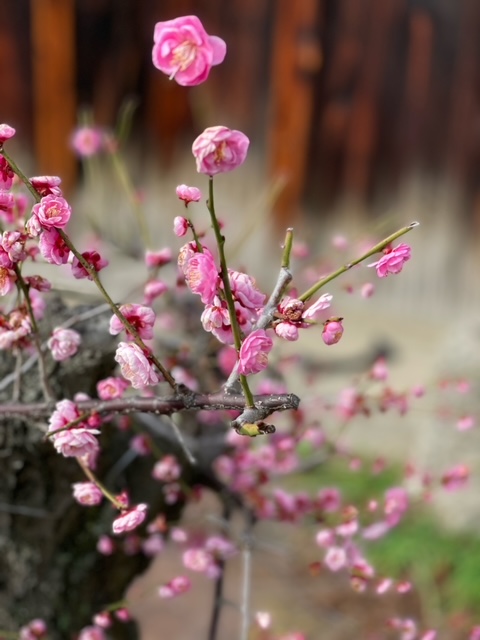 ✿梅の花✿