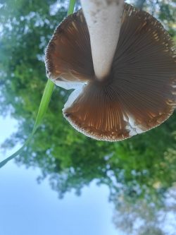 き・き・きのこ～🍄