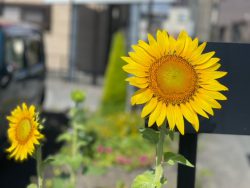 ヒマワリが咲きました。