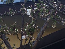 伊賀の桜開花宣言