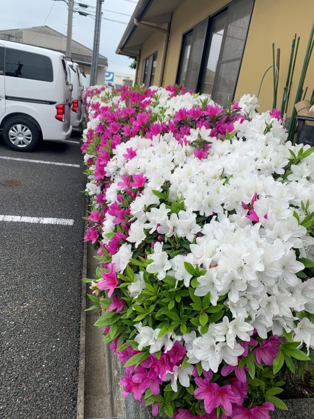 伊賀に育ってるお花🌺