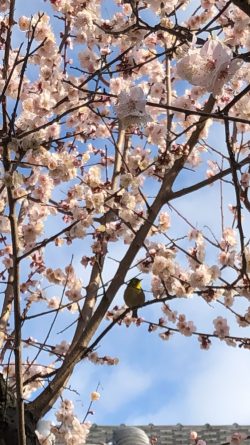 春が来た！