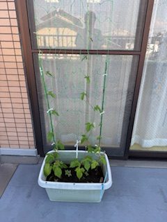 朝顔